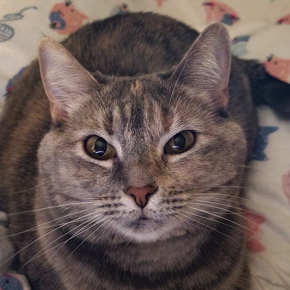 Meet your Posher, Posh